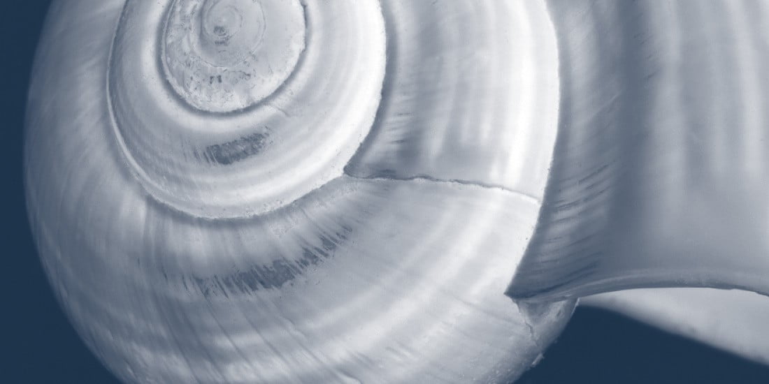 Nautilus